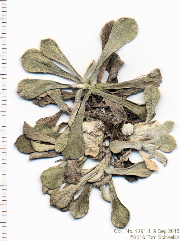 Asteraceae Antennaria rosea