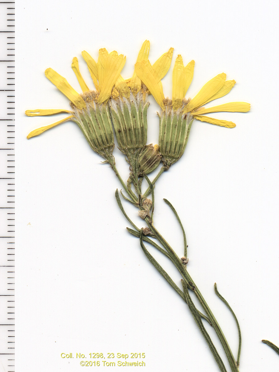 Asteraceae Senecio spartioides