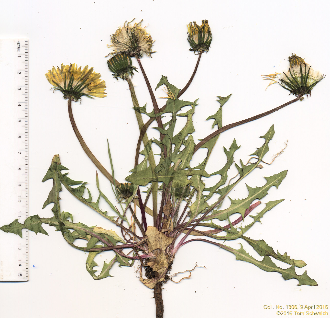 Asteraceae Taraxacum officinale