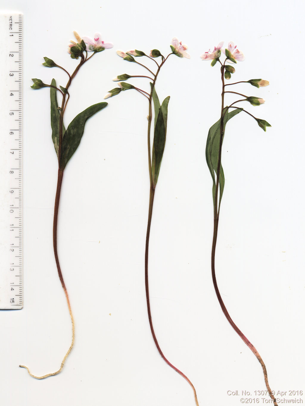 Montiaceae Claytonia rosea