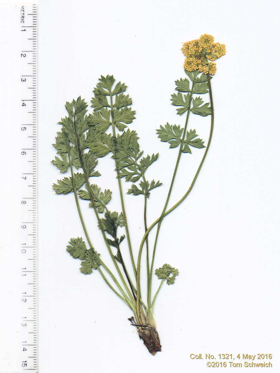 Apiaceae Aletes acaulis