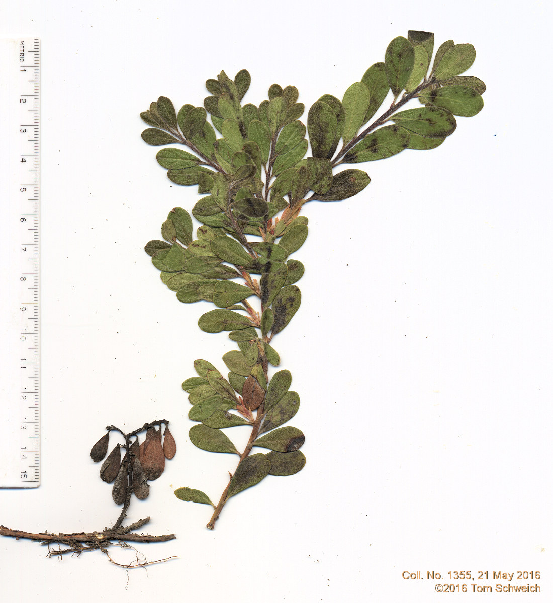 Ericaceae Arctostaphylos uva-ursi