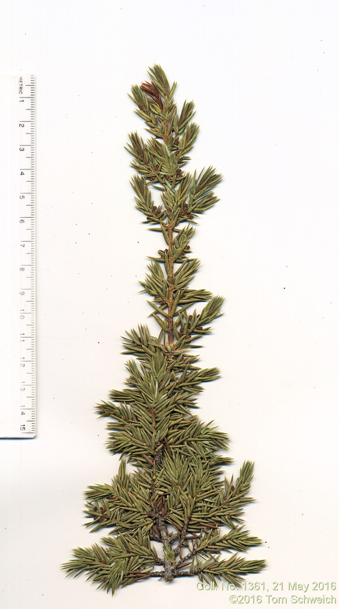 Cupressaceae Juniperus communis depressa