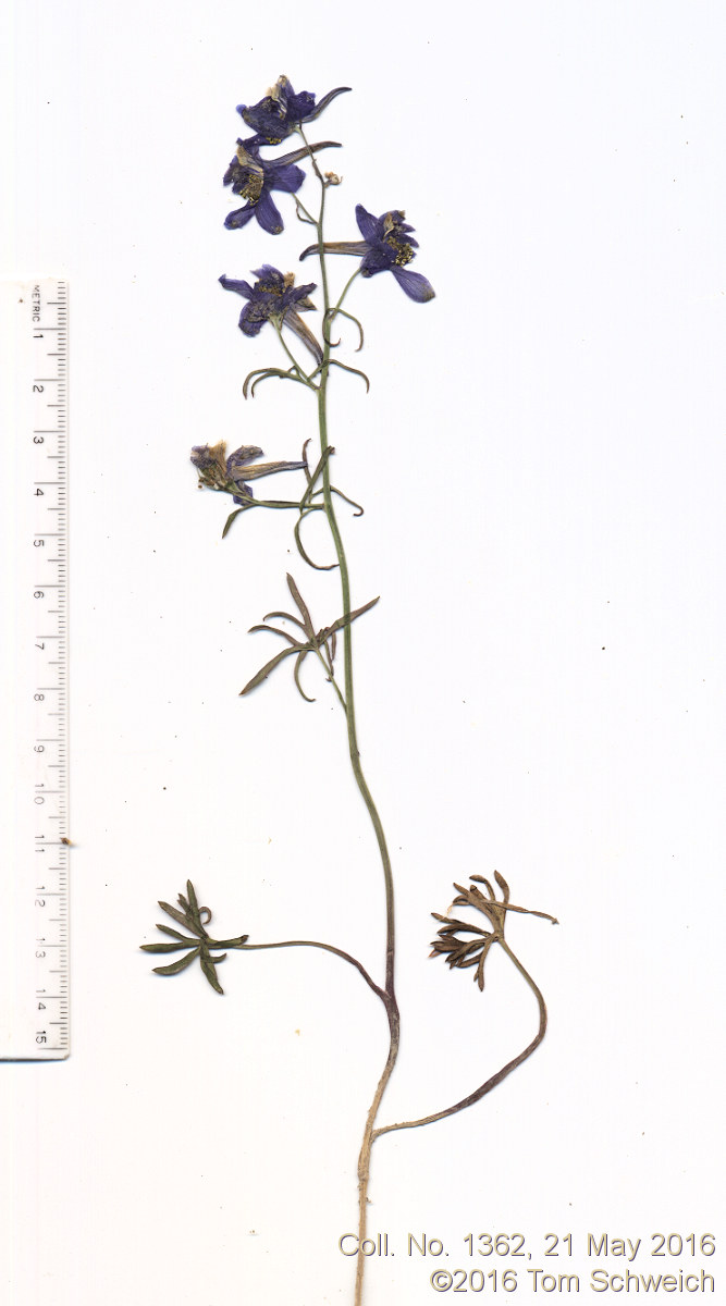 Ranunculaceae Delphinium nuttallianum