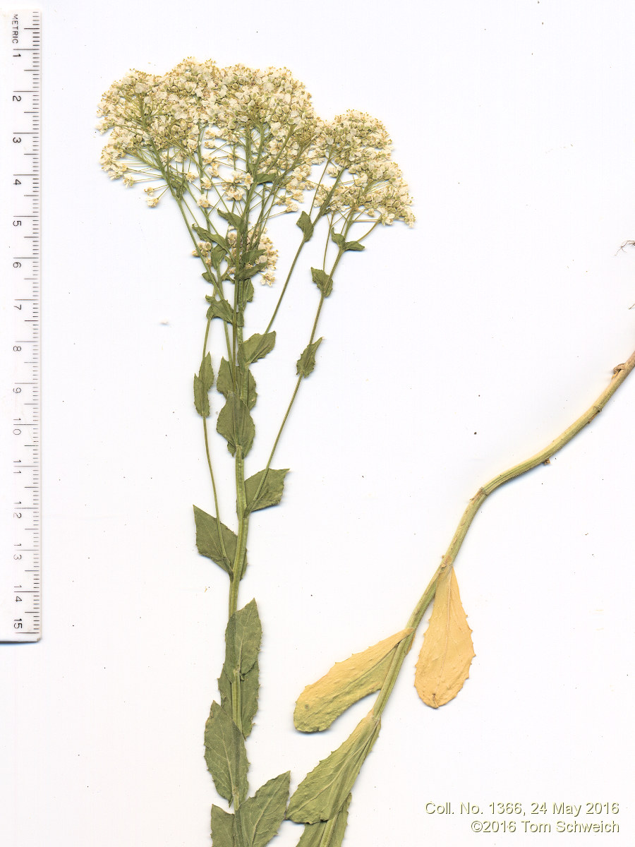 Brassicaceae Lepidium draba