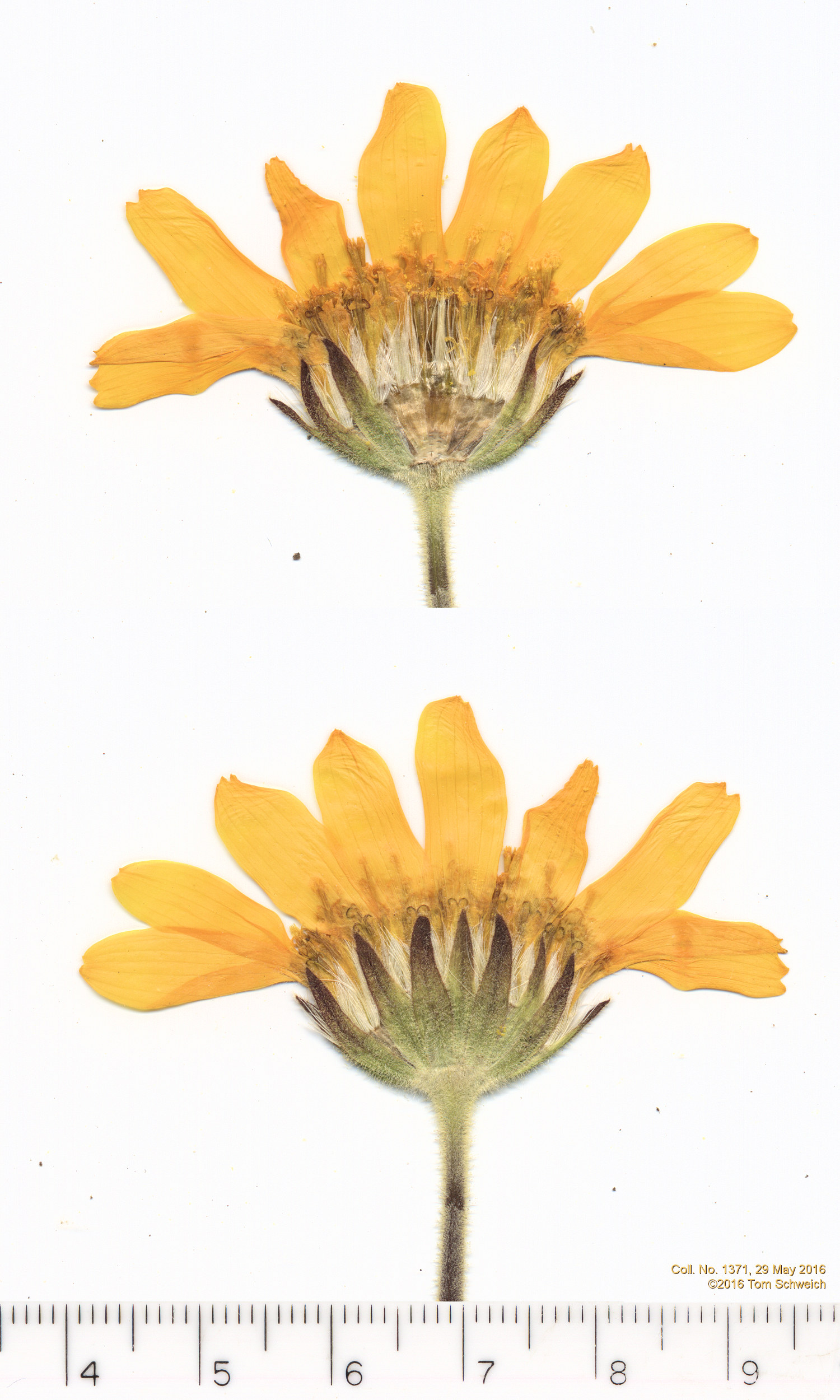 Asteraceae Arnica fulgens