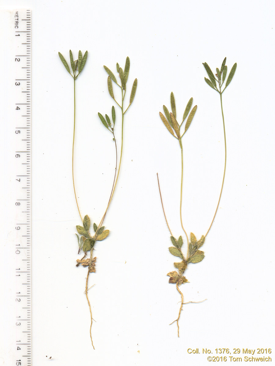 Brassicaceae Draba reptans