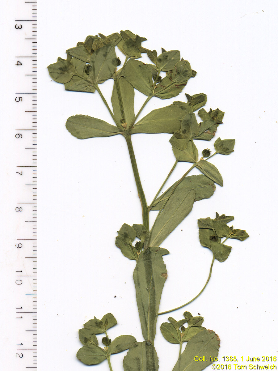 Euphorbiaceae Euphorbia spathulata