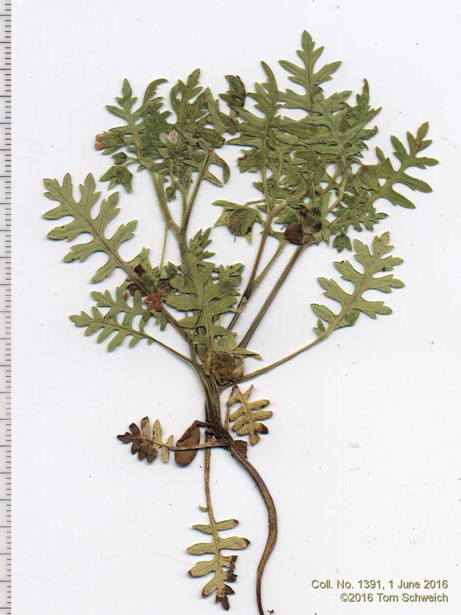 Boraginaceae Ellisia nyctelea