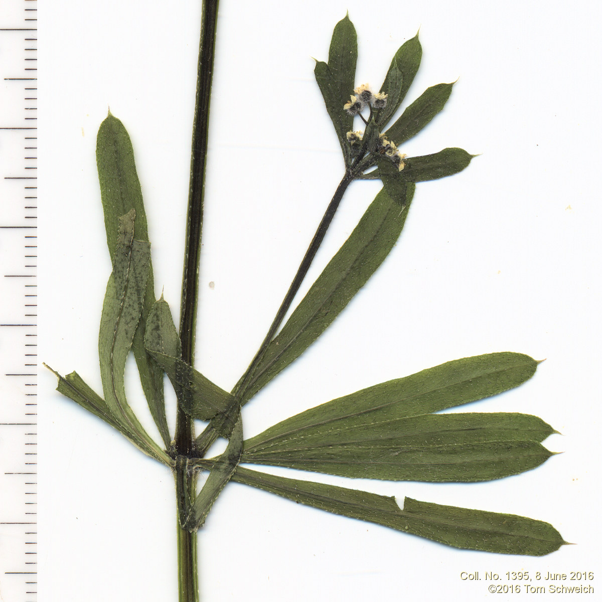 Rubiaceae Galium aparine