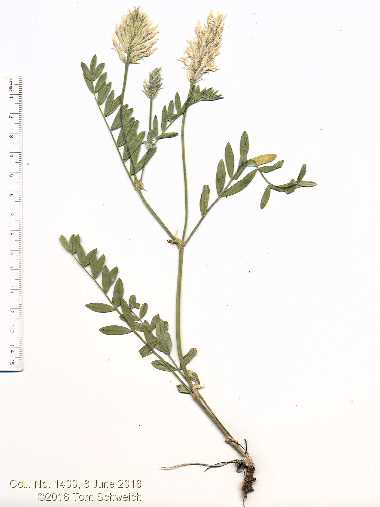 Fabaceae Astragalus laxmannii robustior