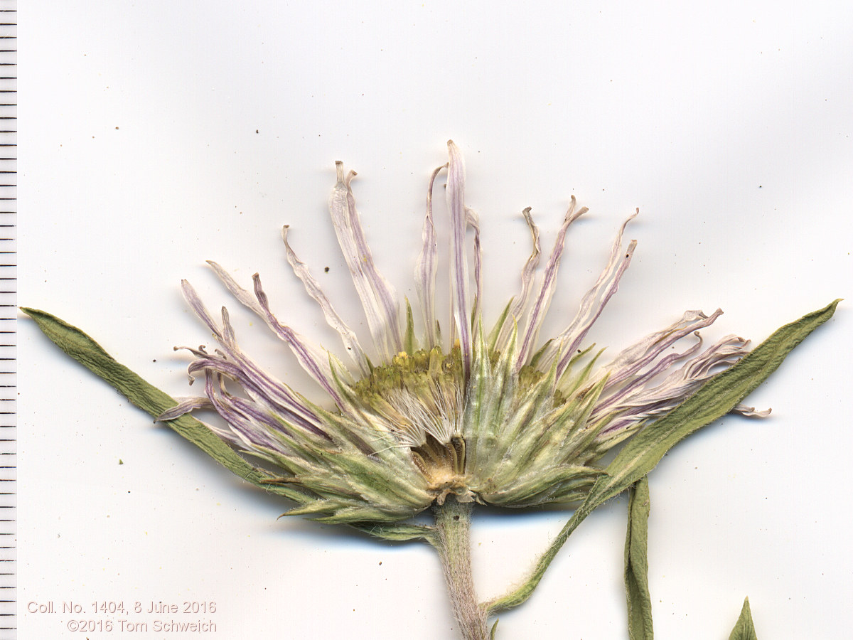 Asteraceae Townsendia grandiflora