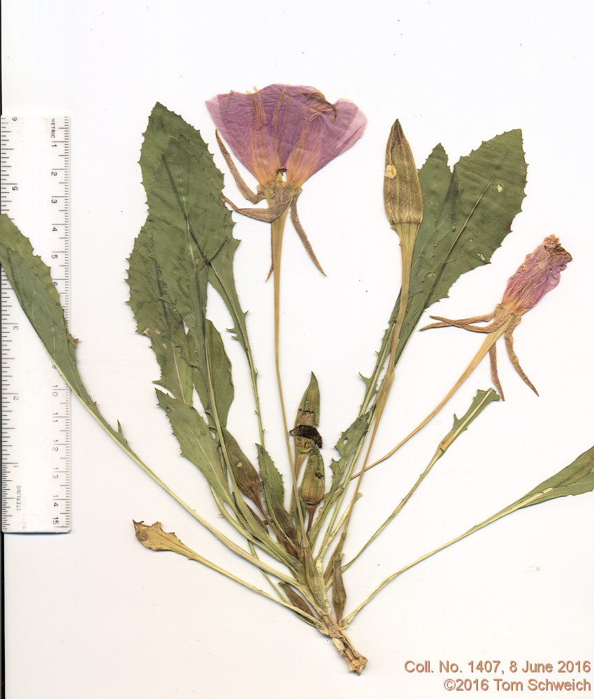 Onagraceae Oenothera cespitosa macroglottis