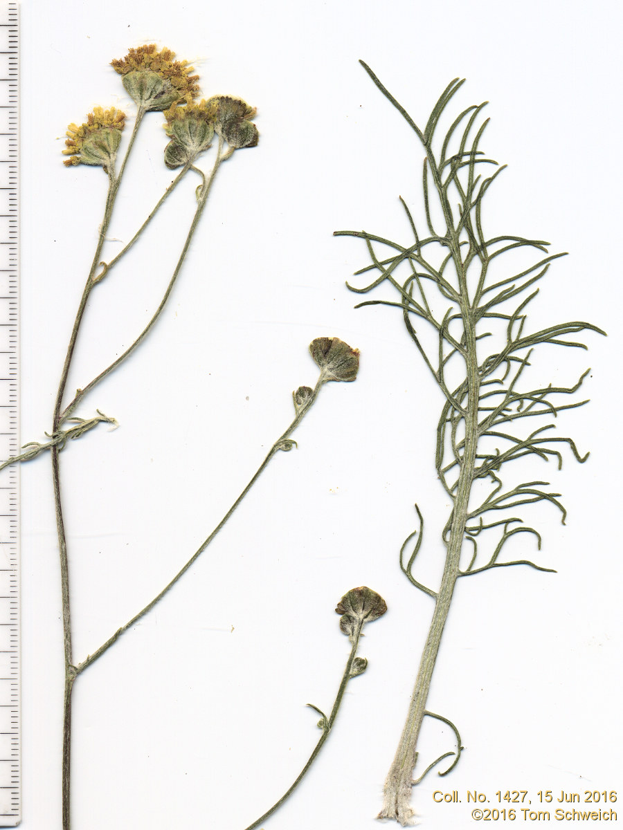 Asteraceae Hymenopappus filifolius polycephalus