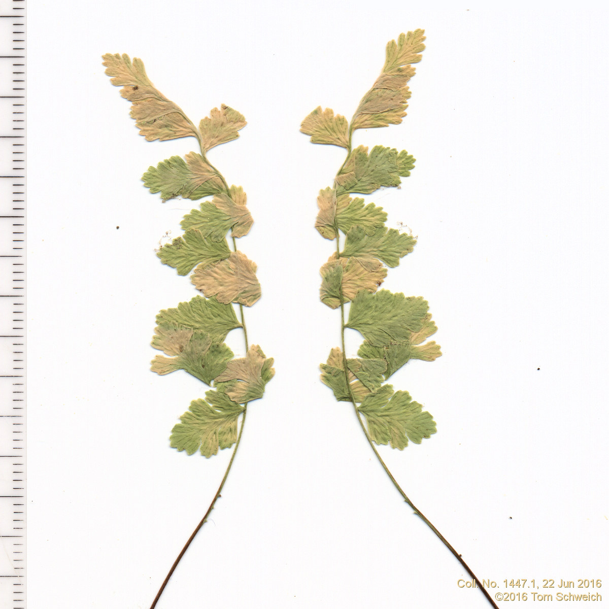 Dryopteridaceae Cystopteris fragilis