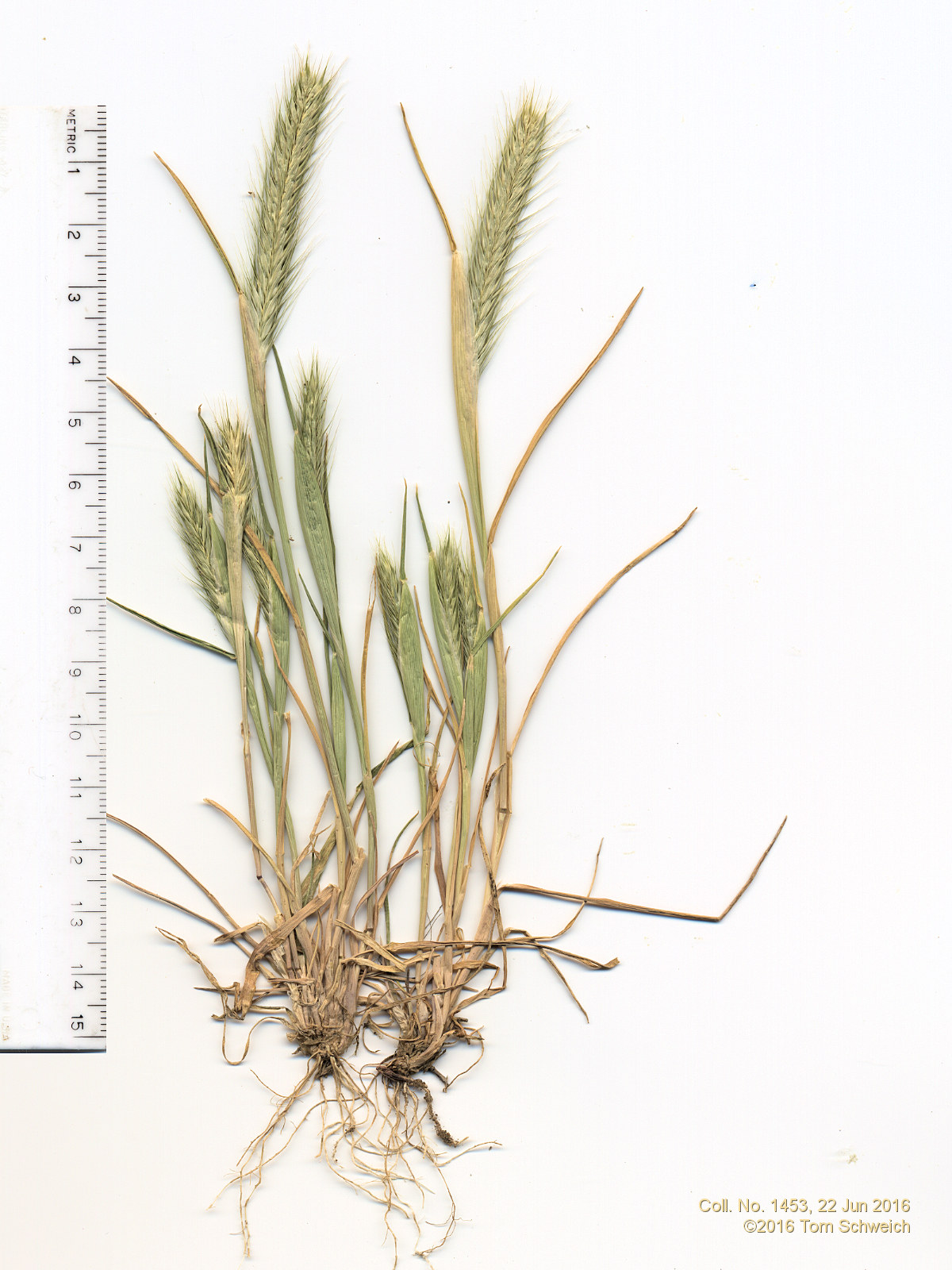 Poaceae Hordeum pusillum