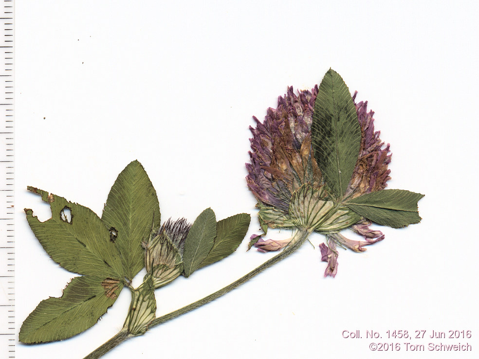 Fabaceae Trifolium pratense
