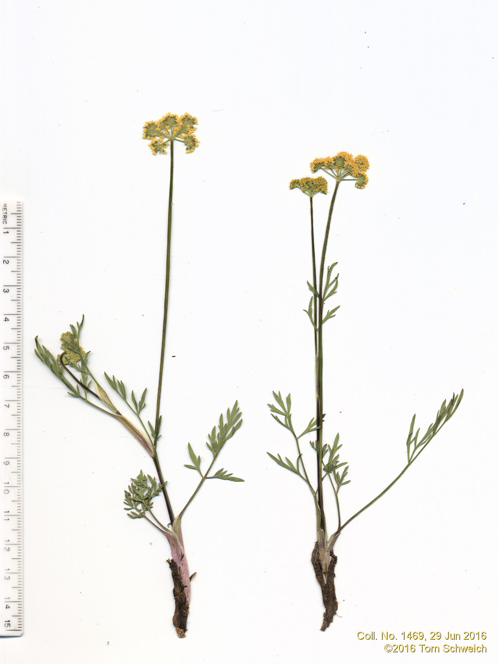 Apiaceae Cymopterus lemmonii