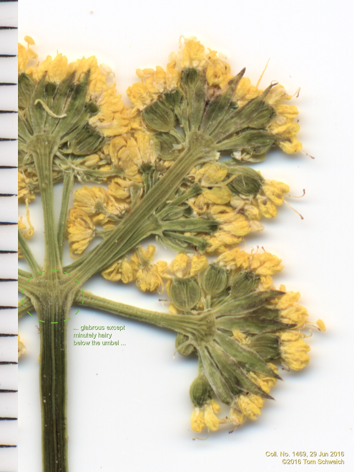 Apiaceae Cymopterus lemmonii