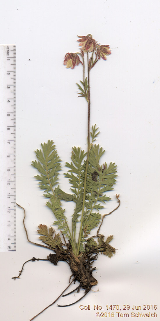 Rosaceae Geum triflorum