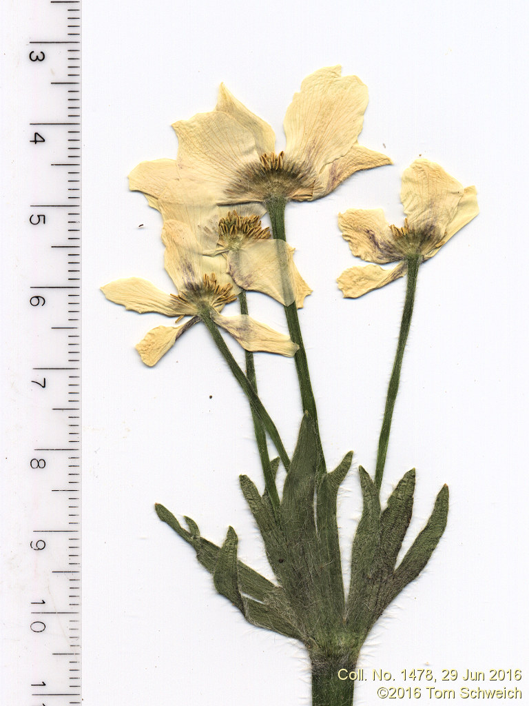 Ranunculaceae Anemone narcissaflora zephyra