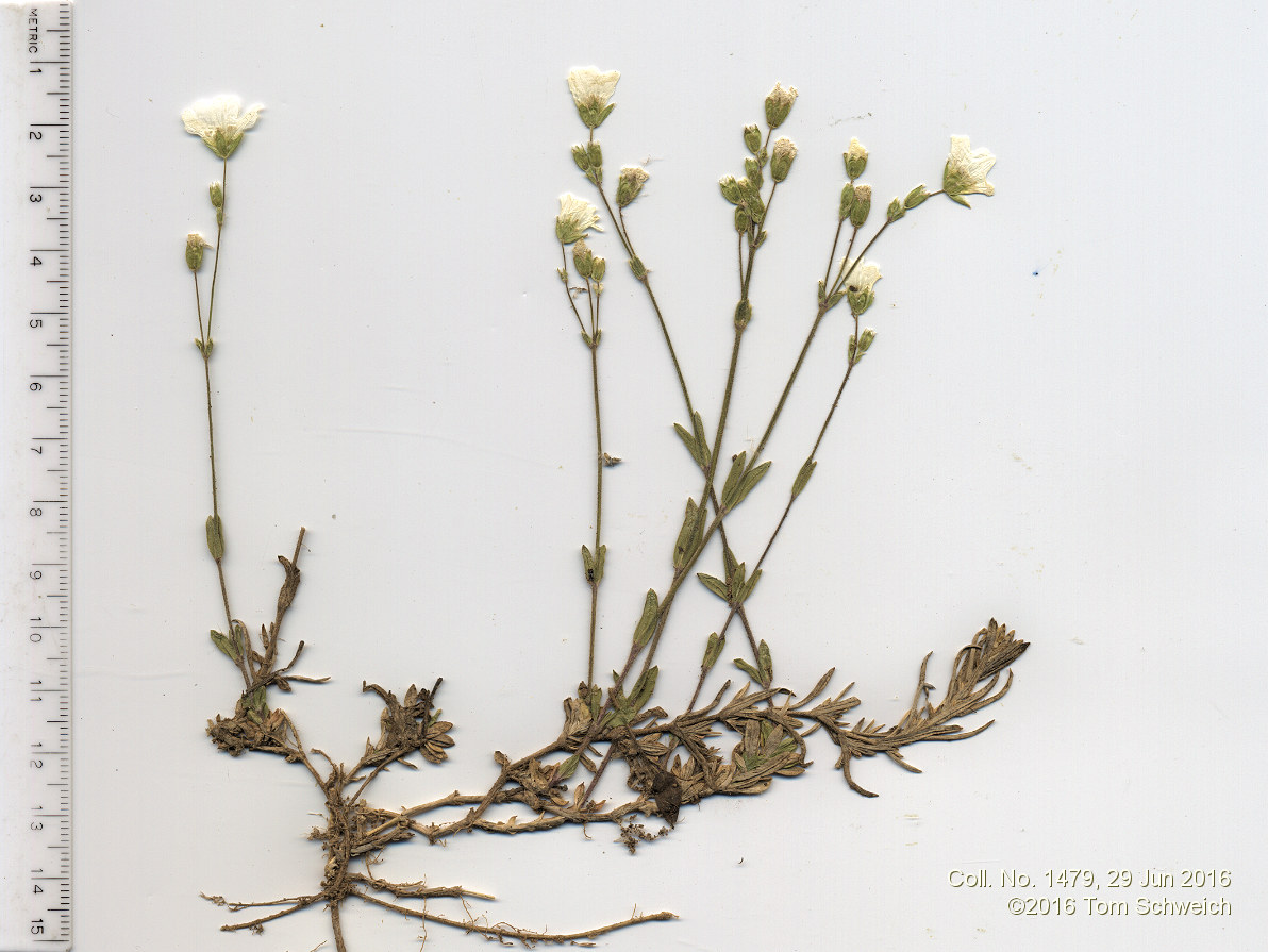 Caryophyllaceae Cerastium arvense strictum