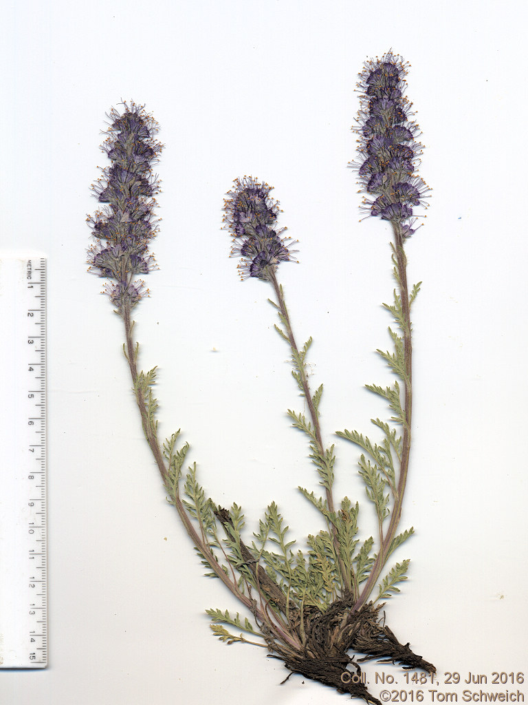 Boraginaceae Phacelia sericea