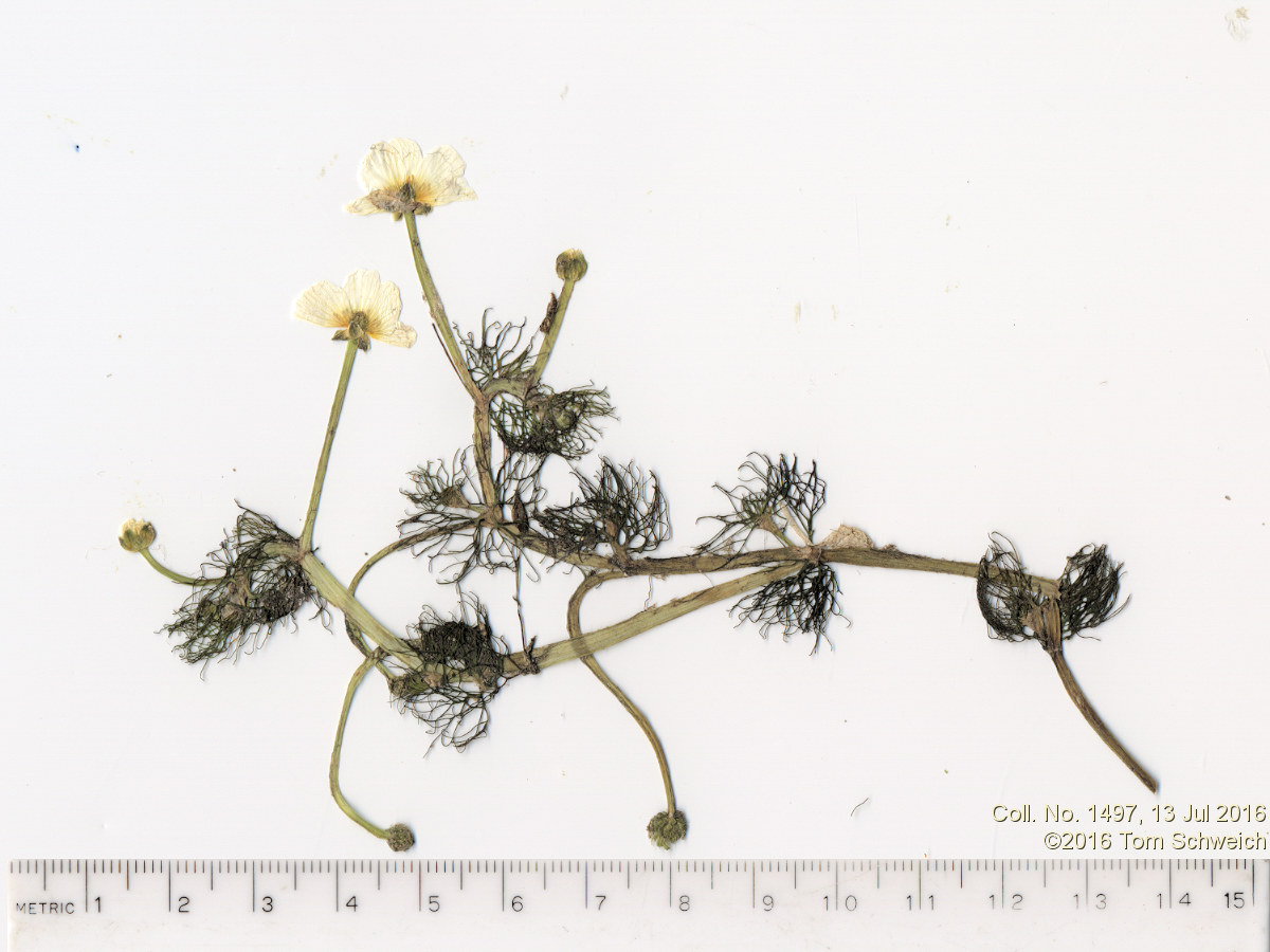Ranunculaceae Ranunculus aquitilis diffusus