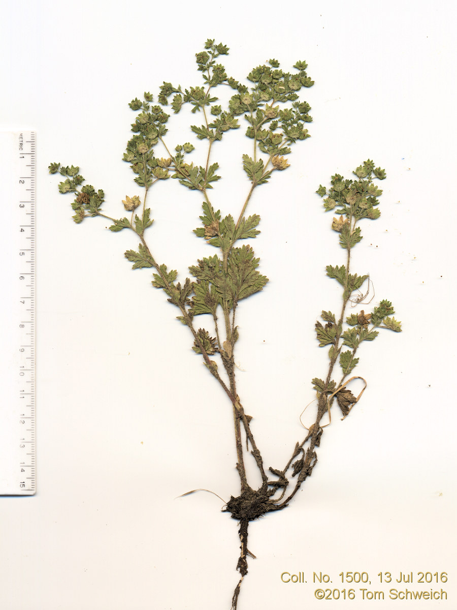 Rosaceae Potentilla norvegica
