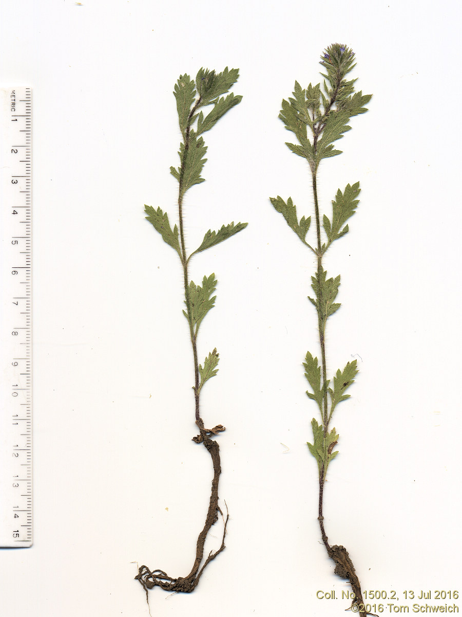 Verbenaceae Verbena bracteata