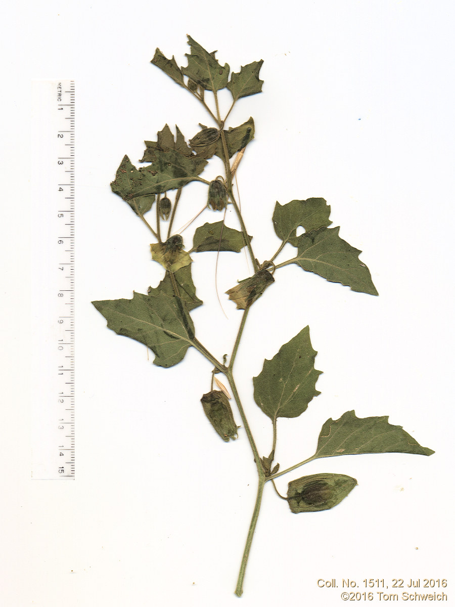 Solanaceae Physalis hederifolia comata