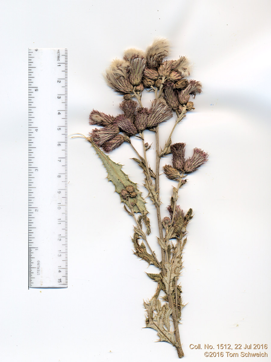 Asteraceae Cirsium arvense