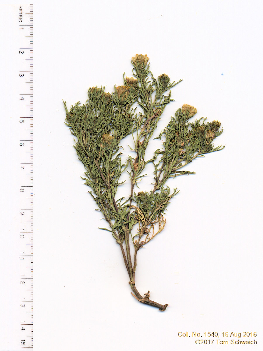 Asteraceae Dyssodia papposa