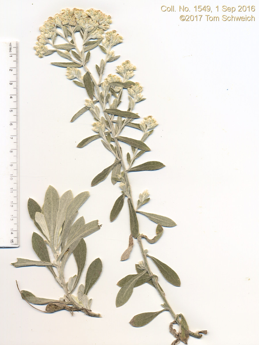 Asteraceae Pseudognaphalium canescens