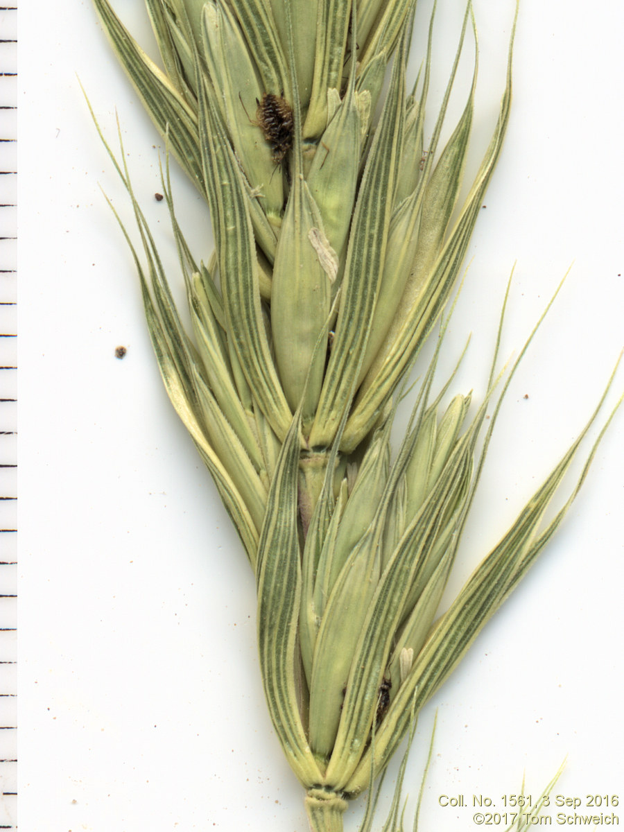 Poaceae Elymus virginicus