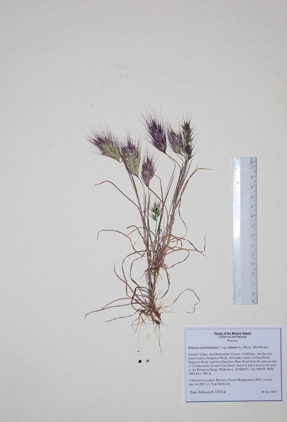 Poaceae Bromus madritensis rubens