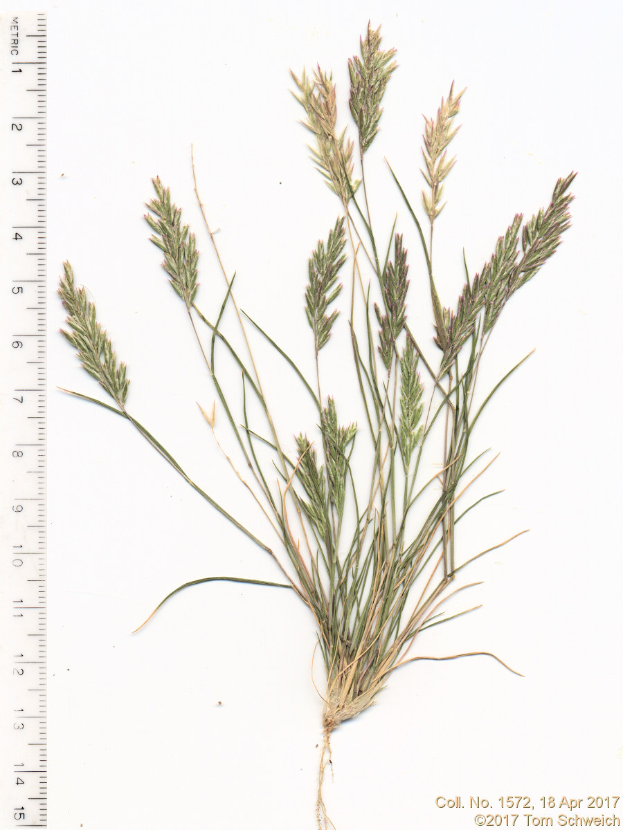 Poaceae Schismus barbatus