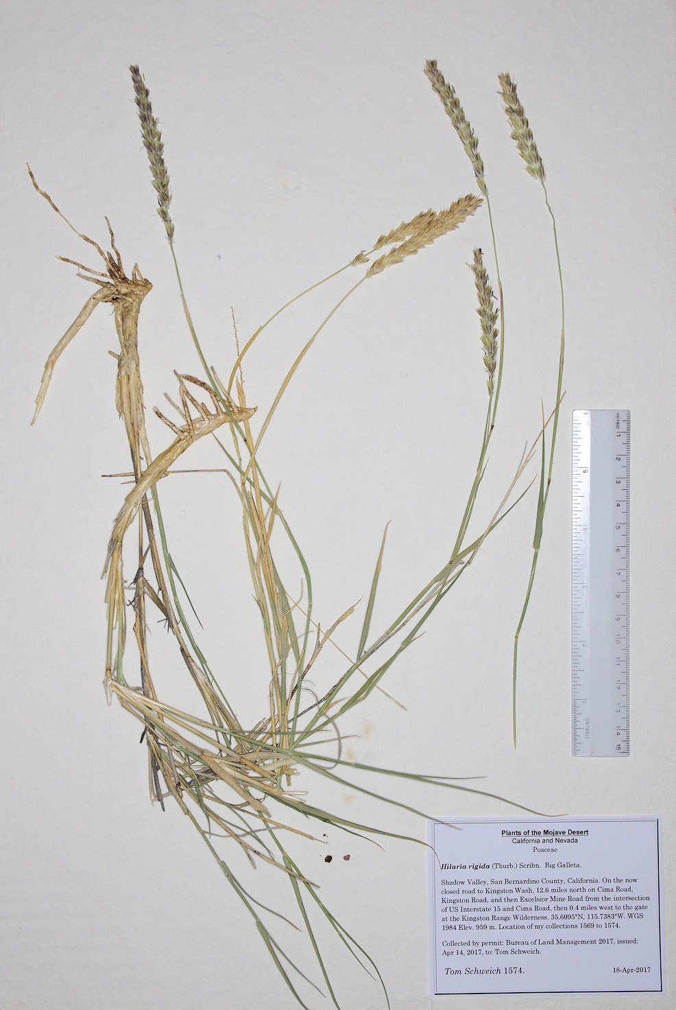 Poaceae Hilaria rigida