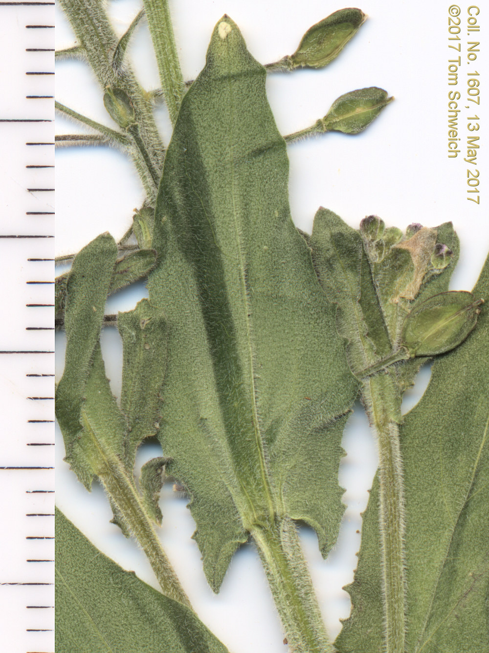 Brassicaceae Lepidium campestre