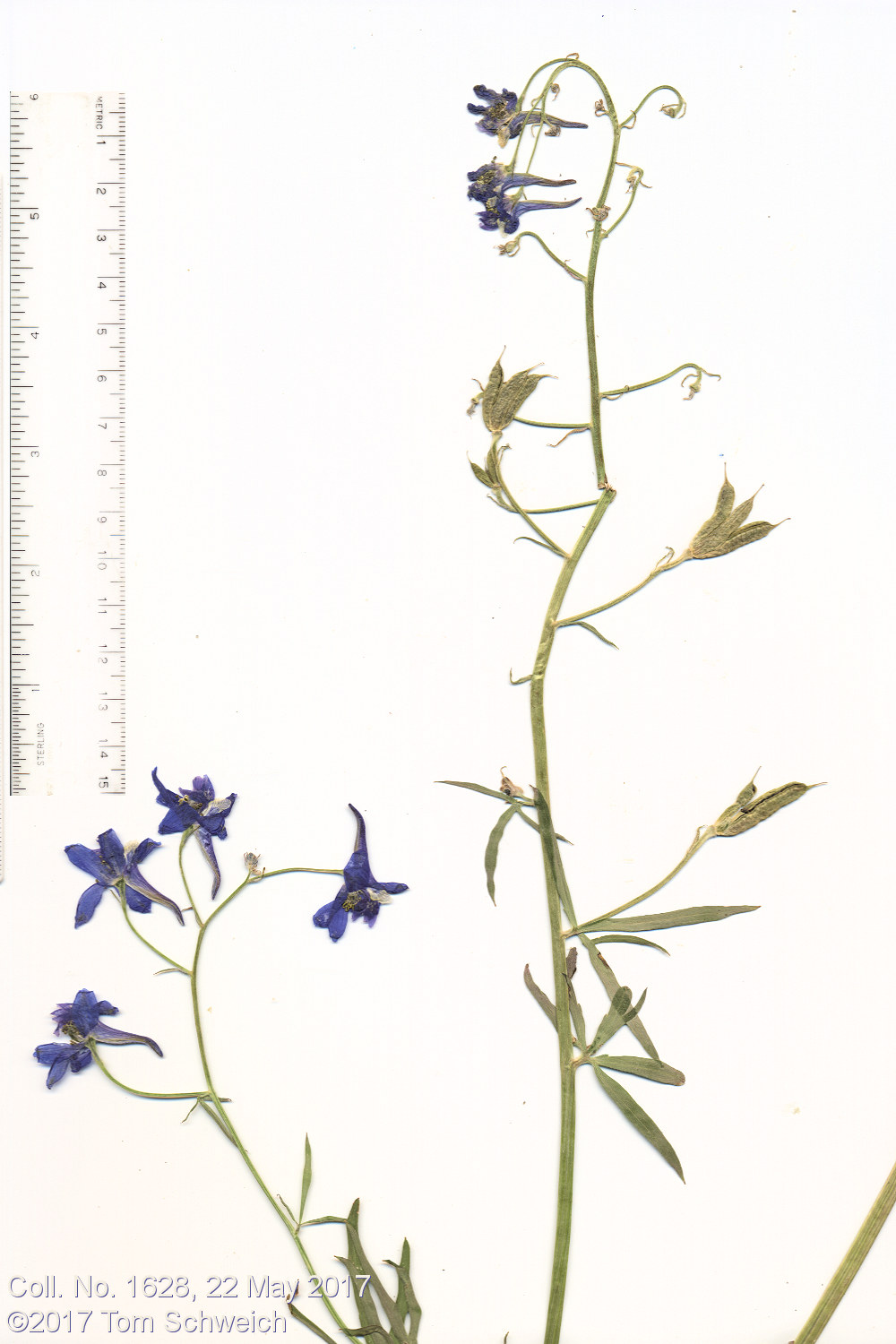 Ranunculaceae Delphinium nuttallianum