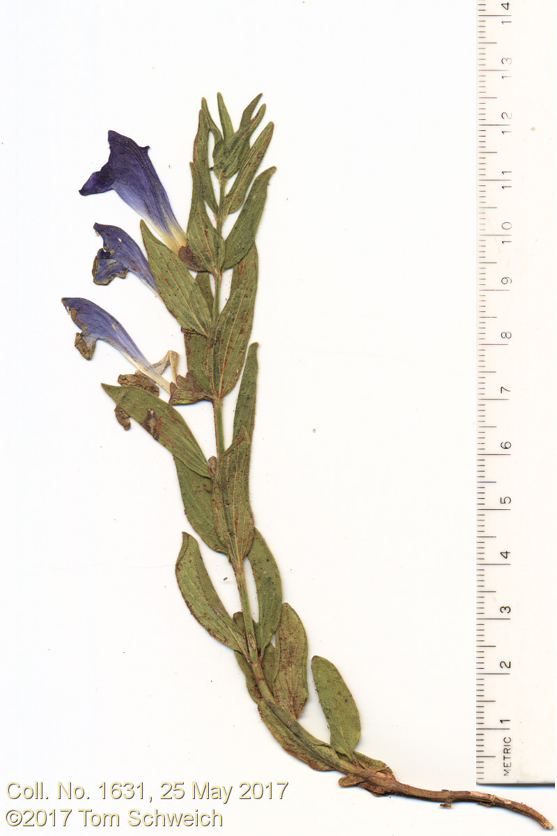 Lamiaceae Scutellaria brityonnii