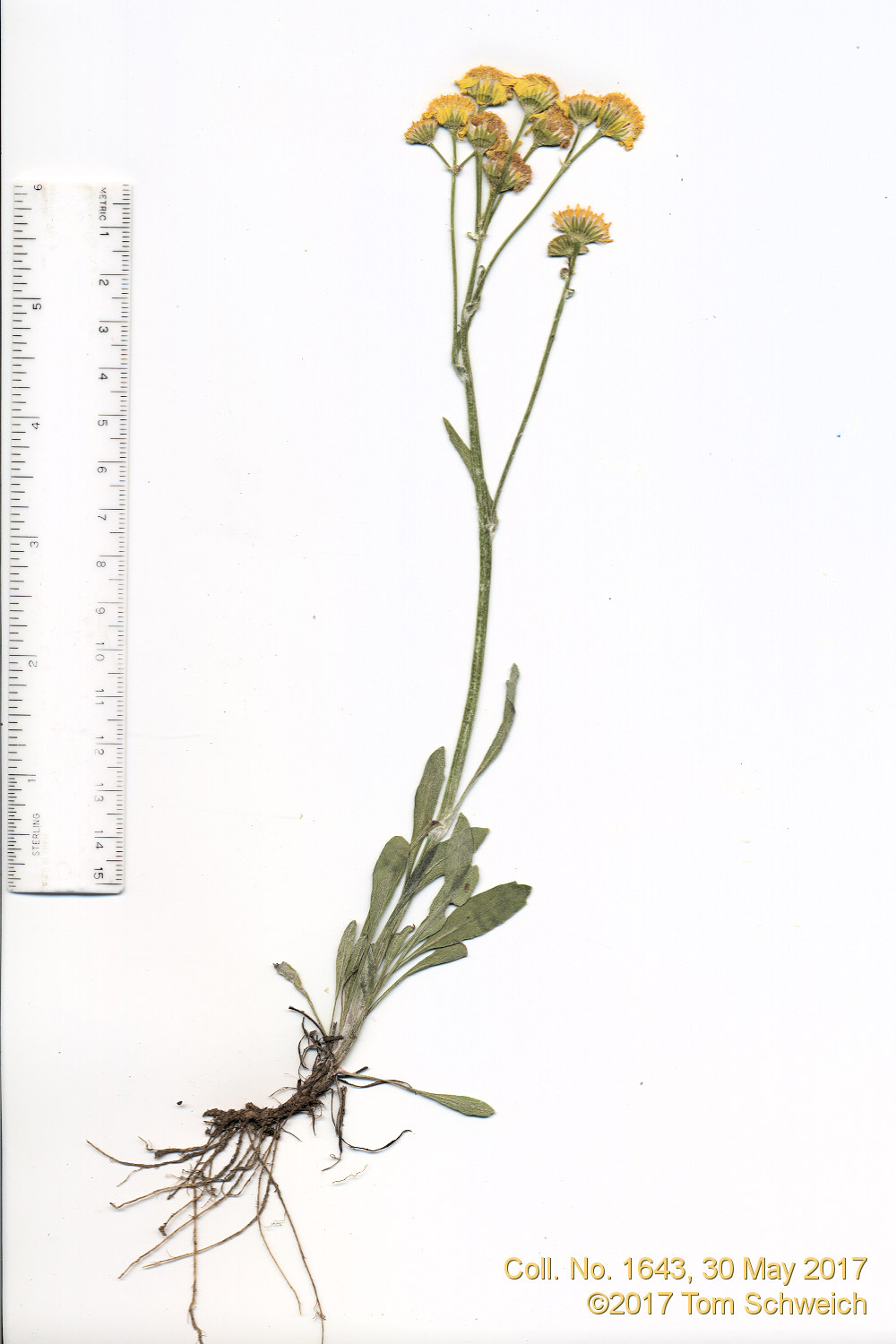 Asteraceae Packera tridenticulata