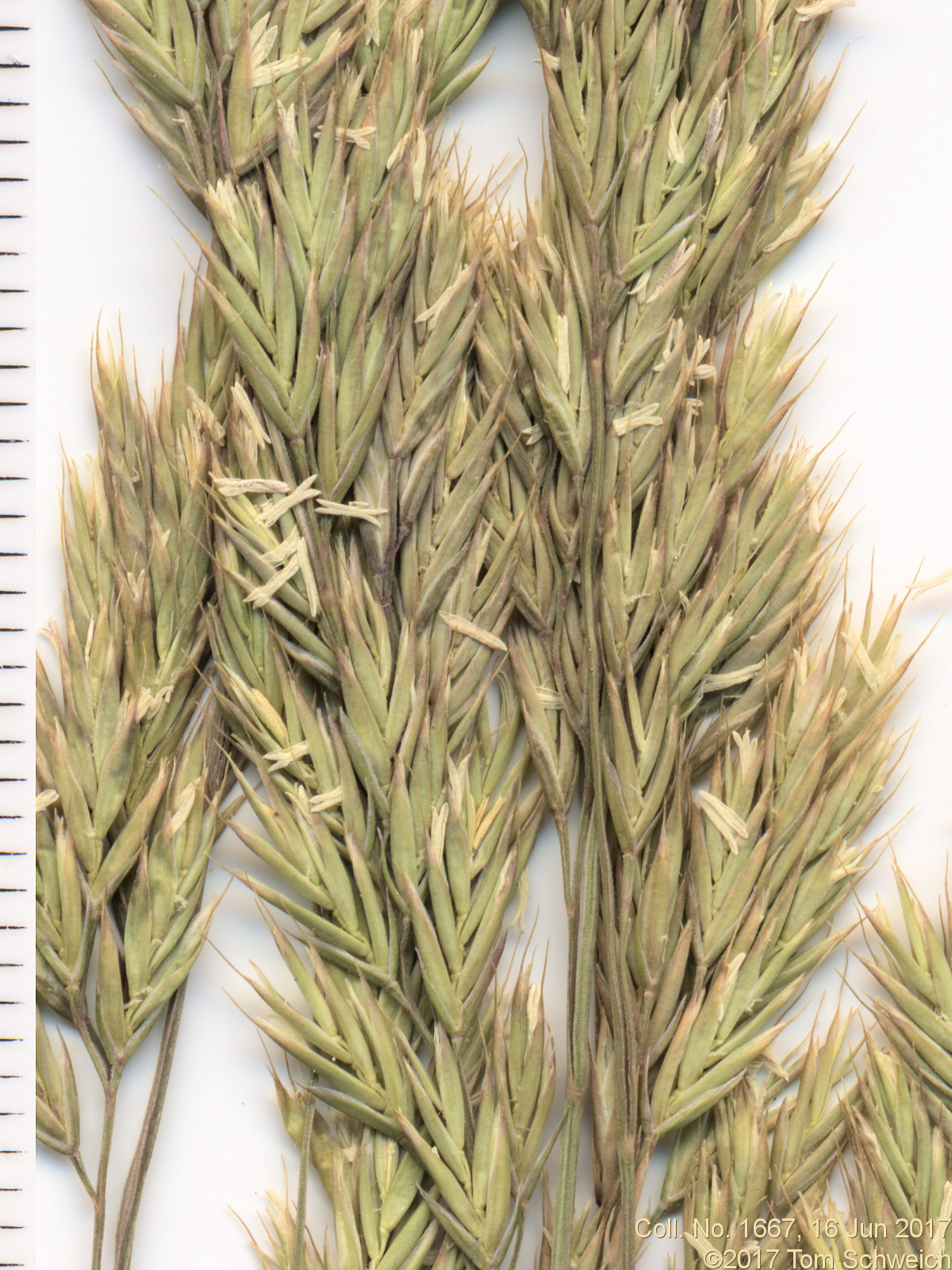 Poaceae Festuca saximontana