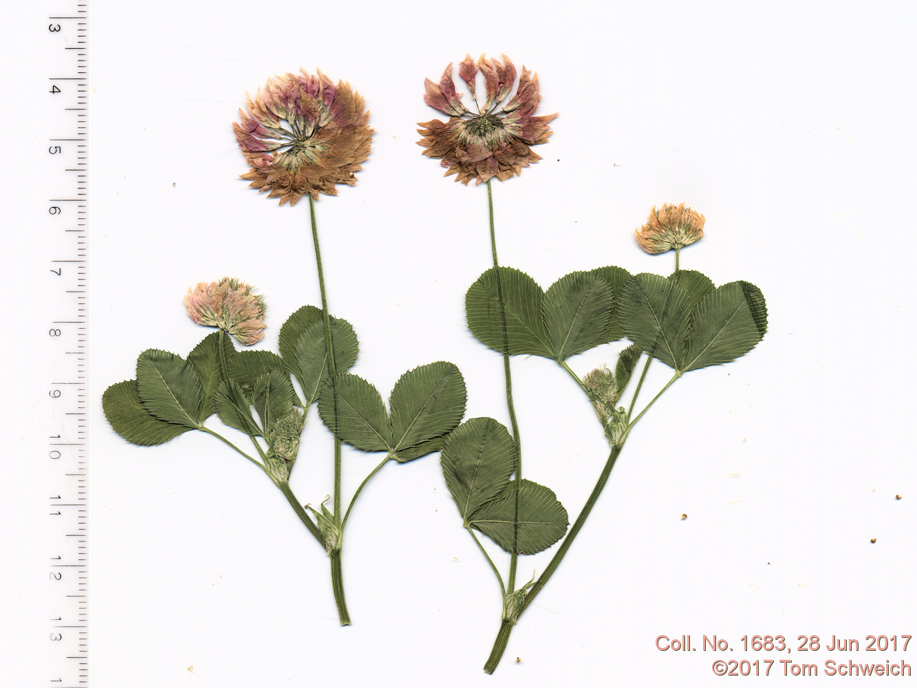 Fabaceae Trifolium hybridum