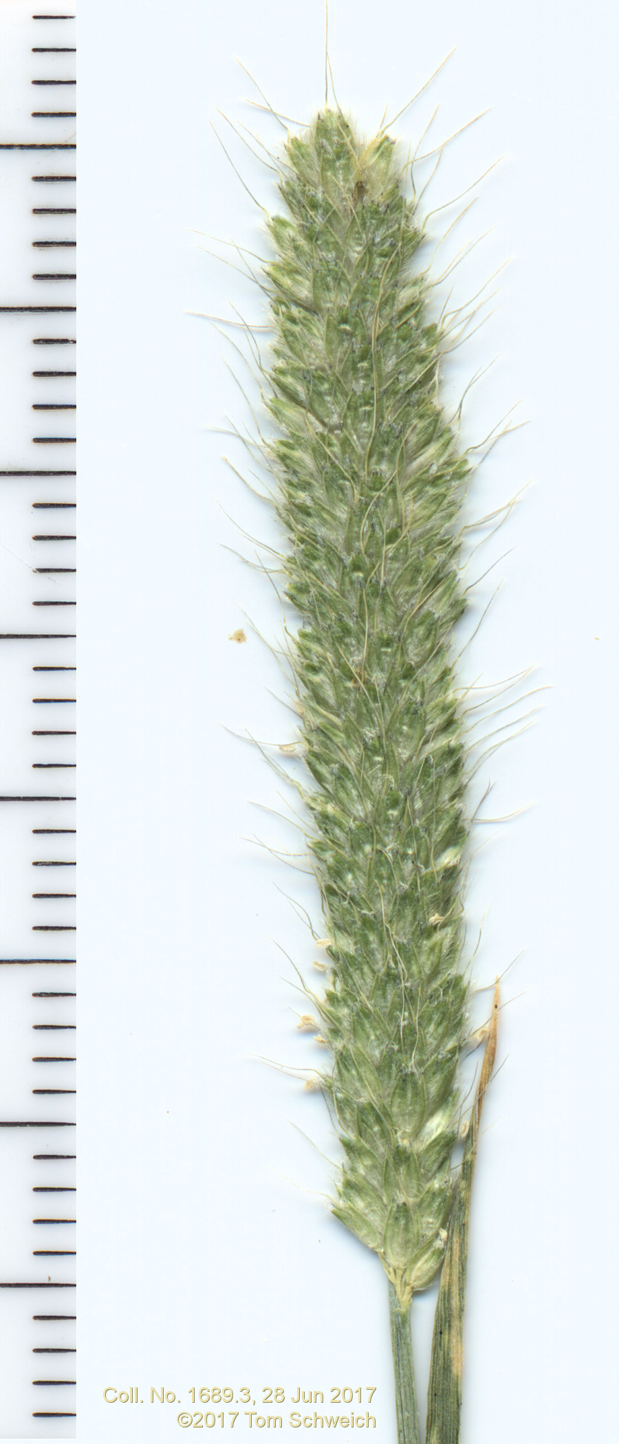 Poaceae Alopecurus carolinianus