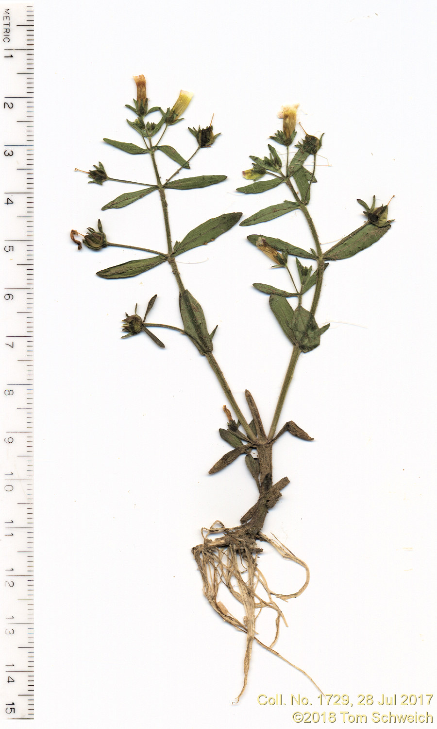 Plantaginaceae Gratiola neglecta