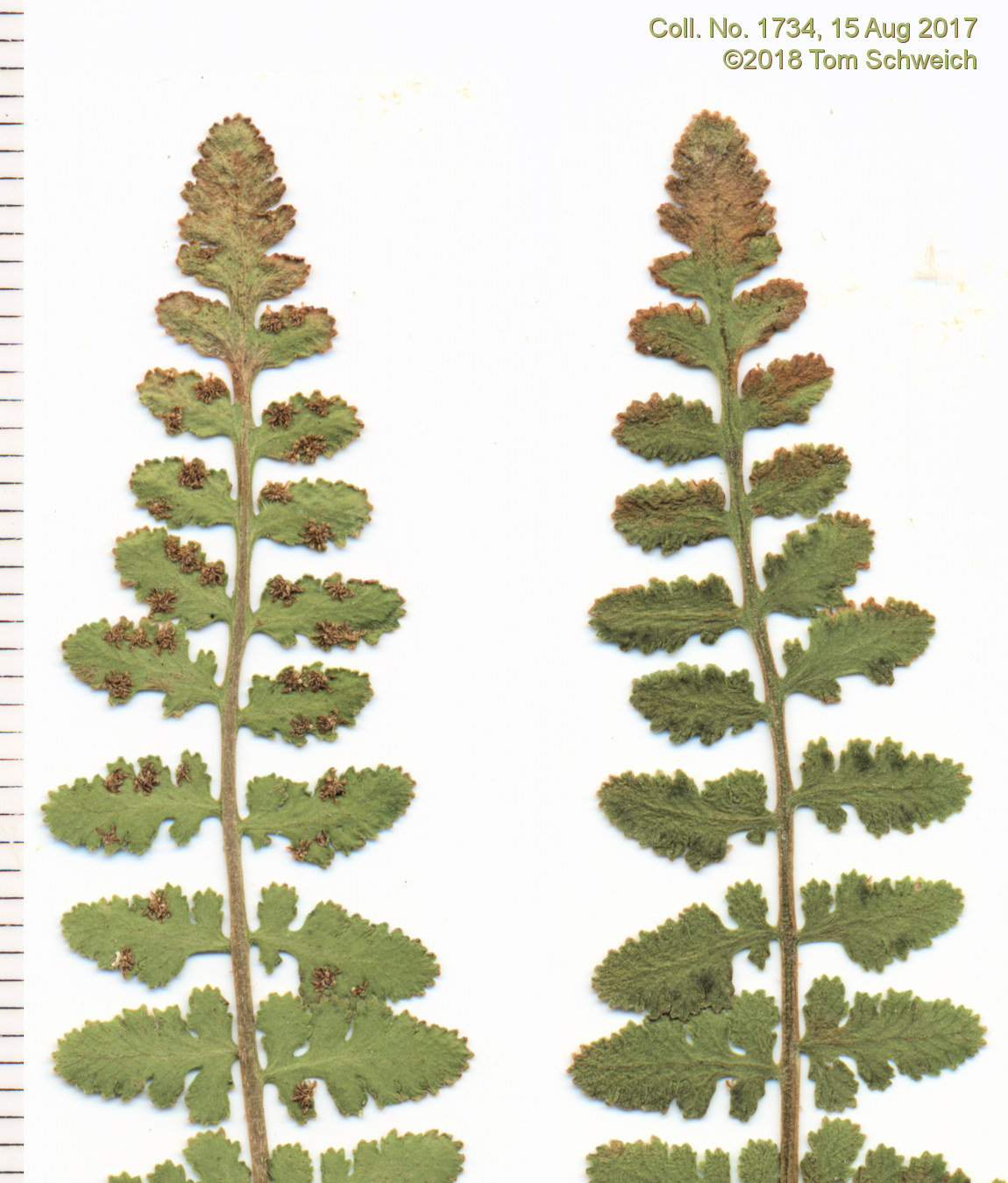 Dryopteridaceae Woodsia oregana cathcartiana