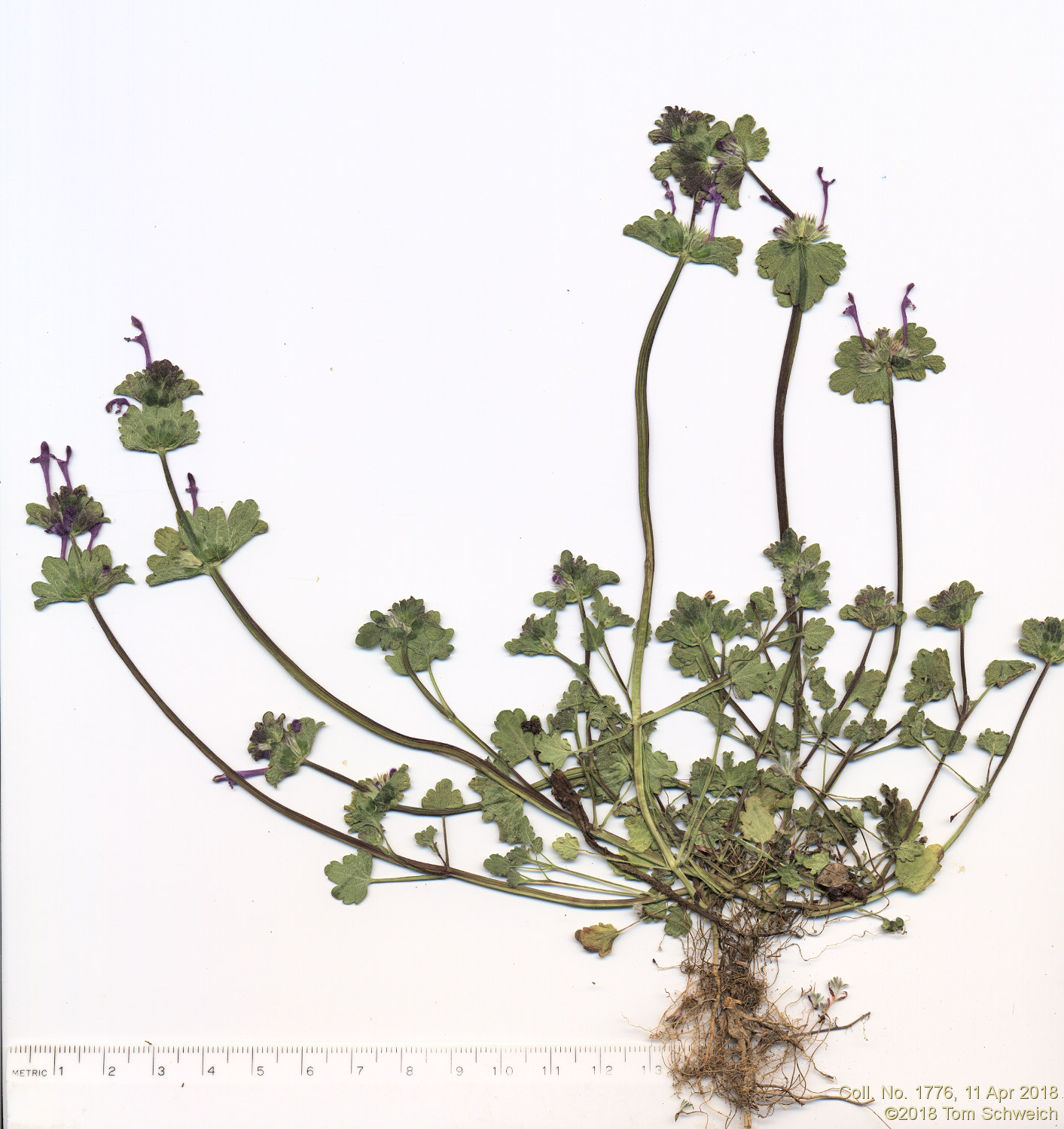 Lamiaceae Lamium amplexicaule