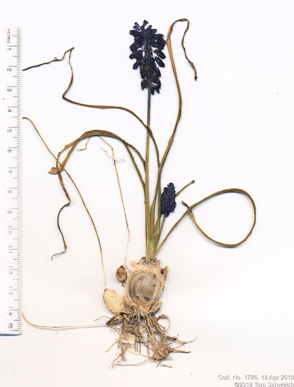 Liliaceae Muscari botryoides