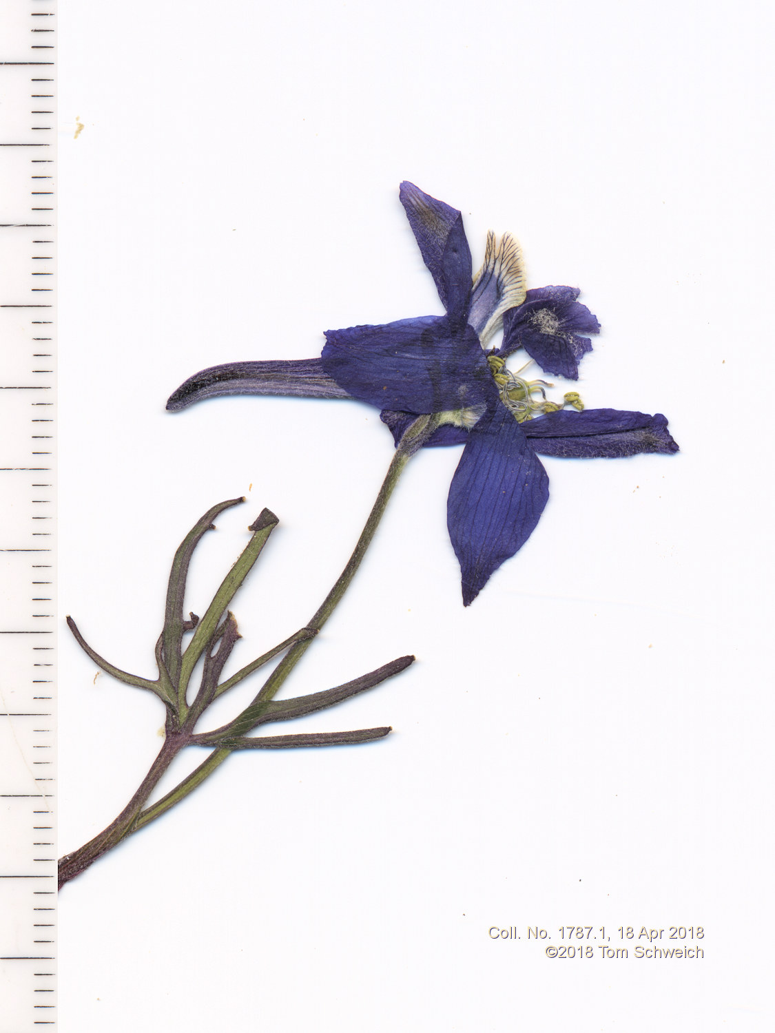 Ranunculaceae Delphinium nuttallianum